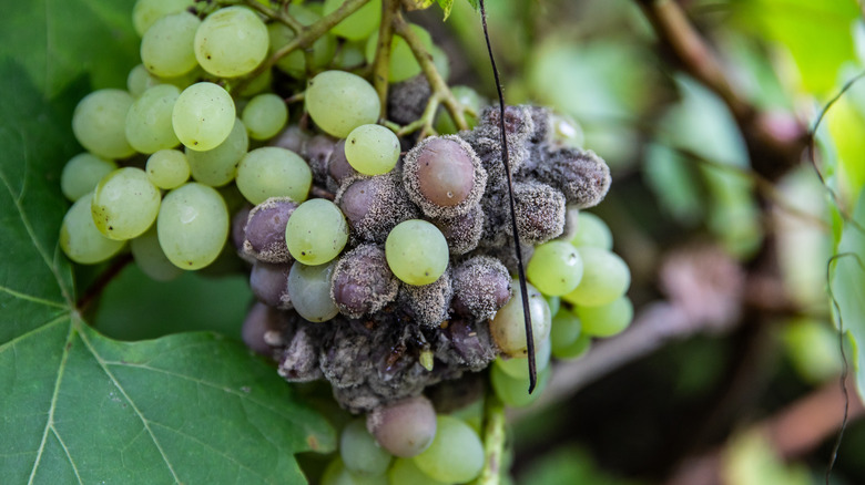 diseased grapes vine