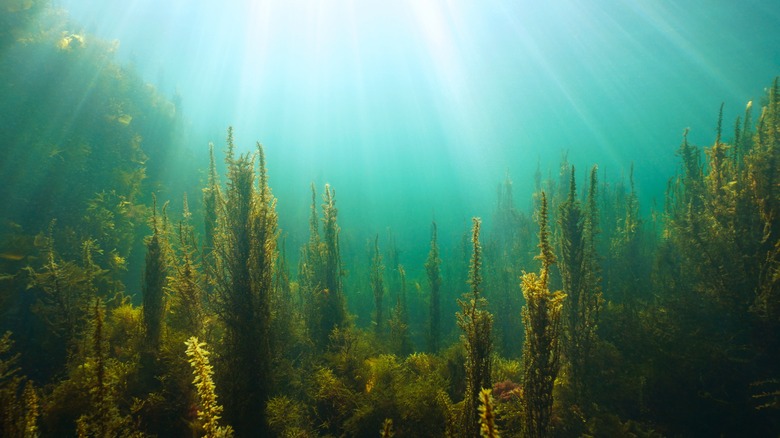 Ocean floor with algae