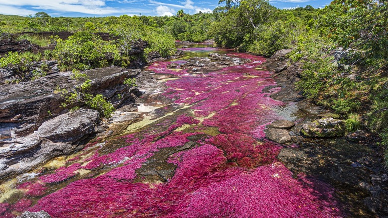 pink Caño Cristales lake in Colombia