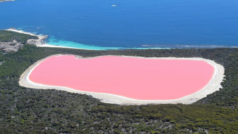pink Lake Hillier in Western Australia