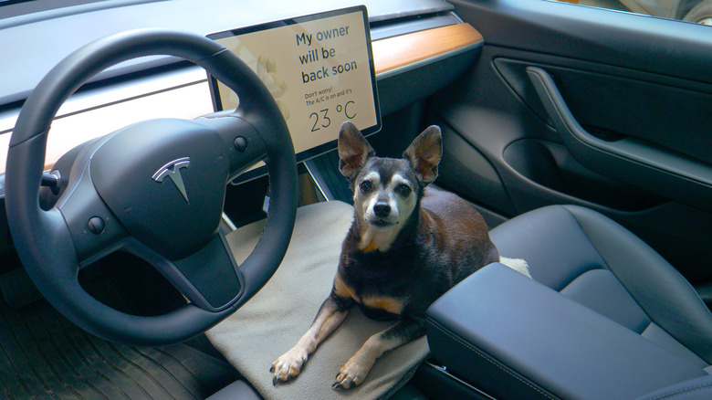 dog in Tesla with dog mode